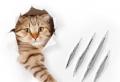 Felinoza - boala zgârieturilor de pisică la adulți și copii: cauze, agent cauzal, simptome, diagnostic, tratament Zgârieturi de pisică