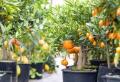 Cum să crești o portocală acasă